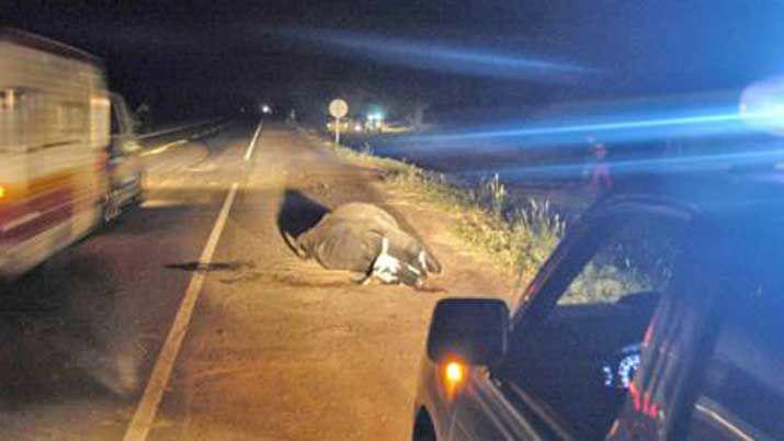 Nuevamente la presencia de animales en la 92 ocasiona un accidente