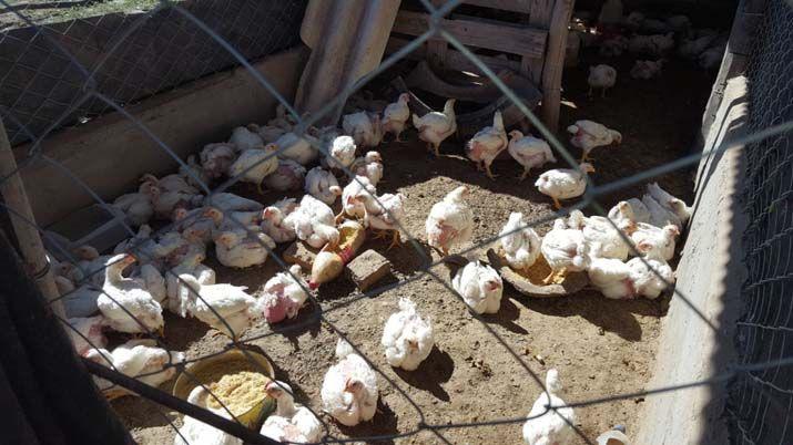 Pequentildeos productores adquieren pollitos bb para emprendimiento aviacutecola