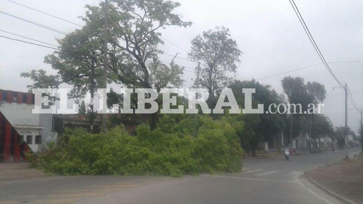 Rama de grandes proporciones cayoacute en la puerta de Comercio