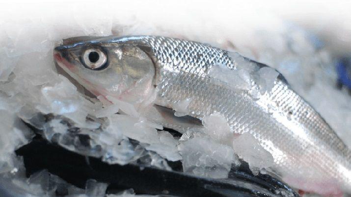 Le reventoacute la cabeza a su hija con pescados congelados