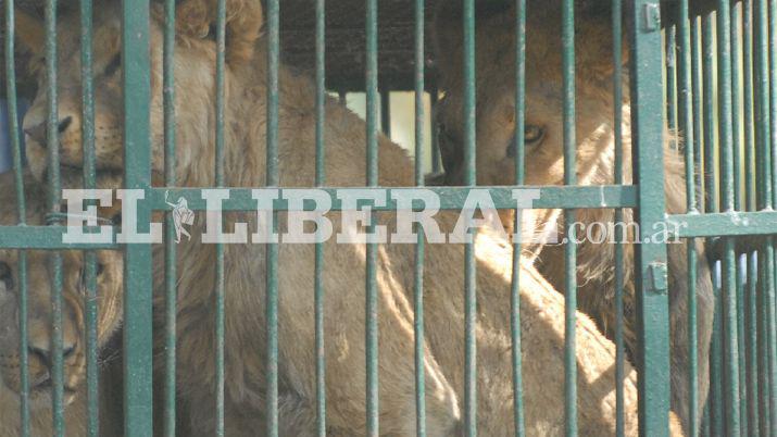 En marzo trasladariacutean a los felinos santiaguentildeos hacia EEUU