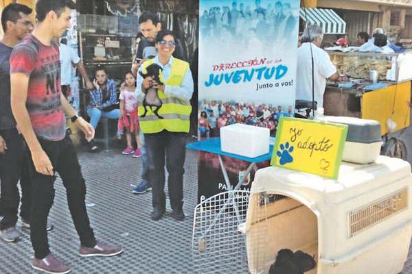 Instalan mesas de adopcioacuten para mascotas callejeras 