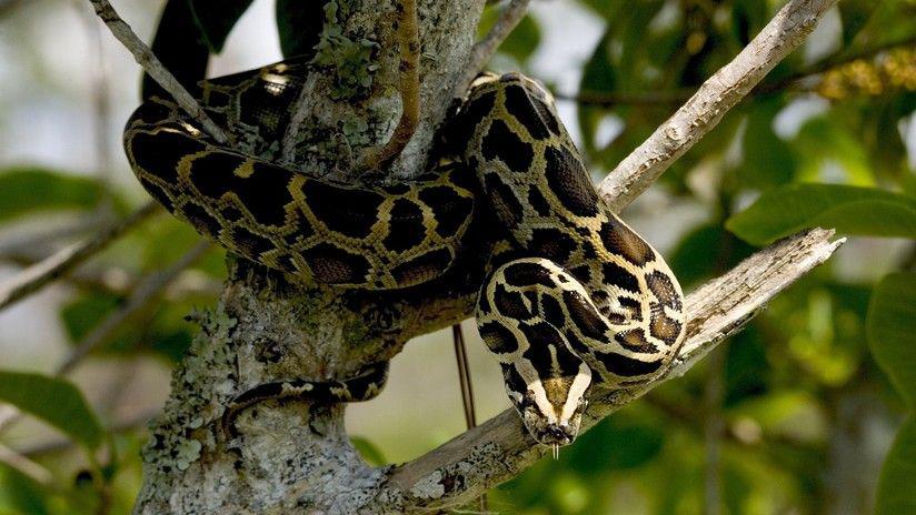Un profesor captura a una enorme serpiente con sus propias manos