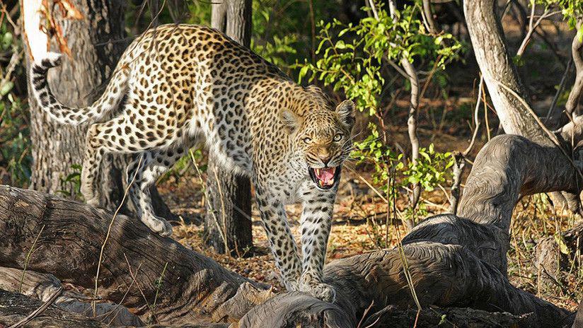 Video- Un hombre es atacado por un leopardo salvaje