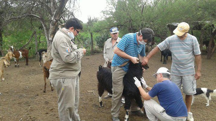 Se realizoacute un control de brucelosis en majadas caprinas