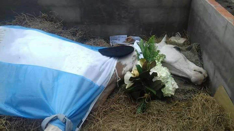 Indignacioacuten por la muerte de un caballo en una fiesta de doma