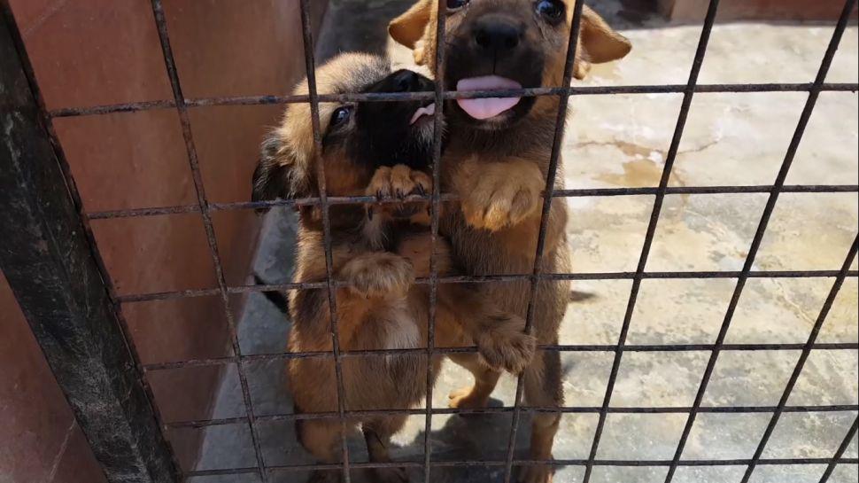 Visitamos la Asociacioacuten Protectora de Animales