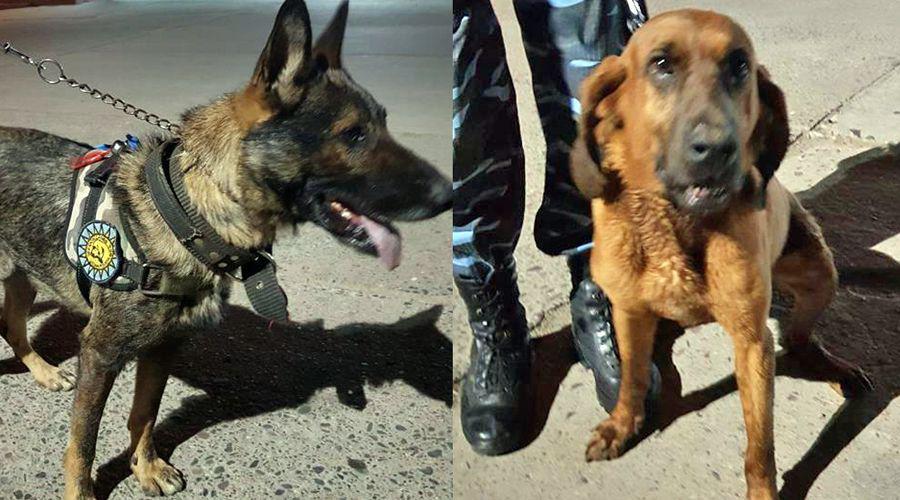 Los canes Halcoacuten y Duke arribaron a Santiago para comenzar a trabajar en el crimen de Estela Loacutepez