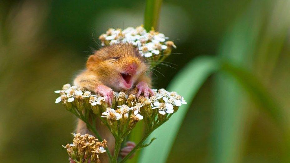 Conoceacute las fotos maacutes graciosas de vida salvaje de este 2017