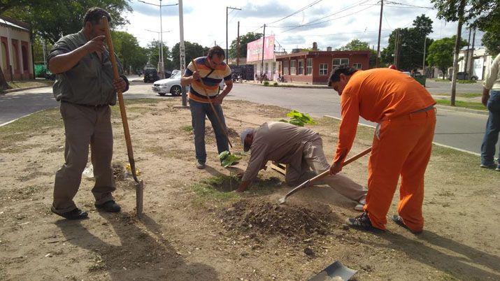 El municipio bandentildeo incorpora nuevas especies a su arbolado urbano