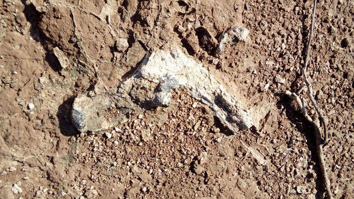 Encuentran restos óseos de fauna prehistórica en Santiago