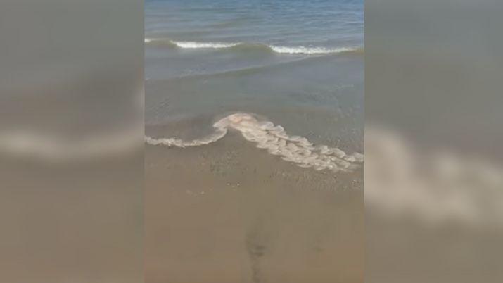 VIDEO  Terror en Puerto Madryn por la llegada de medusas gigantes