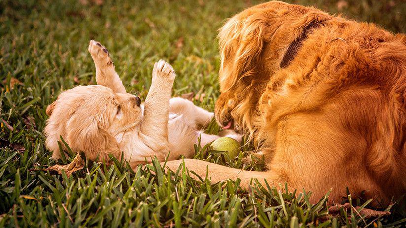 La alegriacutea de un viejo perro labrador al recibir un cachorrito en Navidad