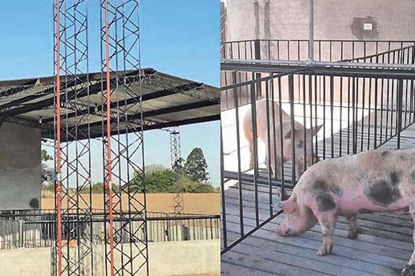 Instalaron un laboratorio para la produccioacuten porcina en San Pedro