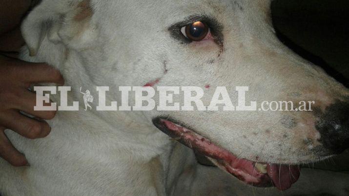 Ordenan detener a un maestro que atacoacute a un perro con un rastrillo