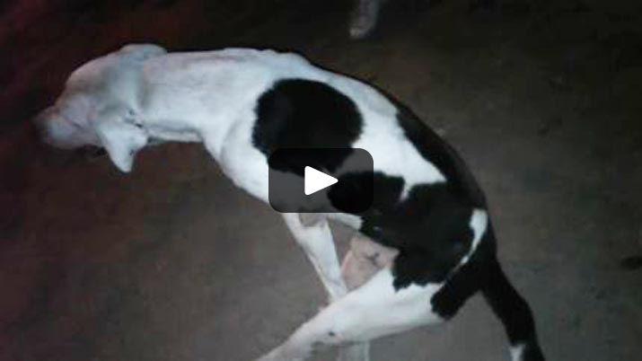 VIDEO  Asiacute quedoacute el perrito atacado por un maestro en Pozo Hondo