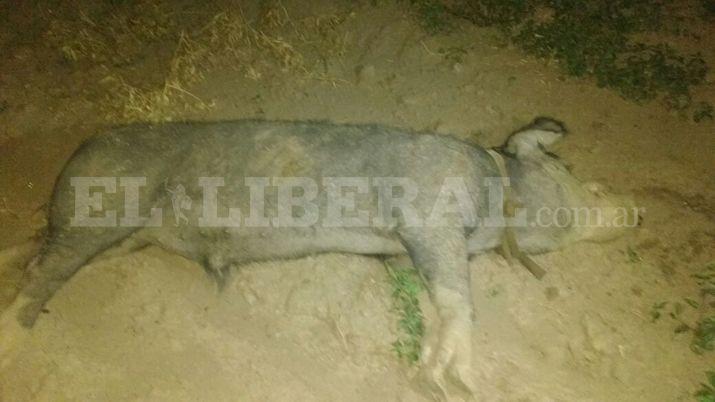 Ruta 92- chocaron a un chancho y se salvaron de milagro