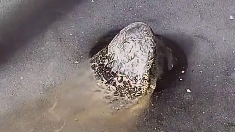 Sorprendente- Cocodrilos sobreviven luego de estar congelados