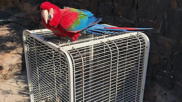 Balcedo tambieacuten seraacute investigado por traacutefico de animales exoacuteticos