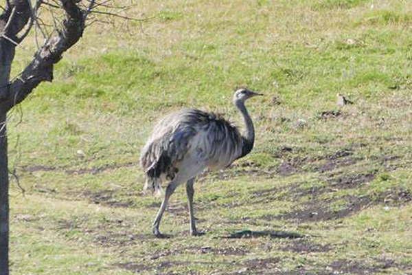 Encontraron zoo con animales exoacuteticos en la chacra de Balcedo en Uruguay