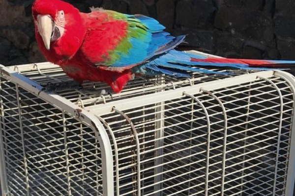 Trasladan animales del zoo privado que teniacutea Balcedo en su casa en Uruguay