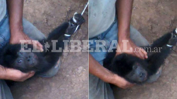 Atraparon un mono cerca de Pampa de los Guanacos