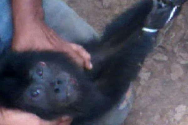 Pobladores atraparon un mono Carayaacute o Aullador cerca de Pampa de los Guanacos