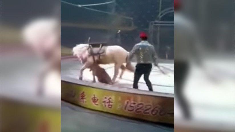 Video- Un tigre y una leona atacan a un caballo durante una funcioacuten del circo