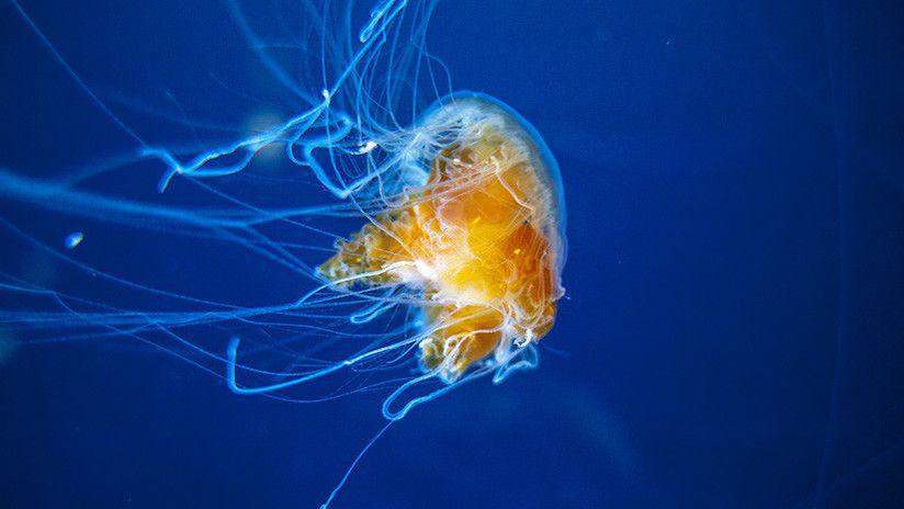 Encuentran una medusa extraterrestre en Meacutexico