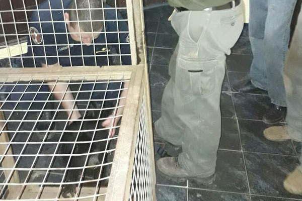 El mono Carayaacute seraacute llevado a un centro de recuperacioacuten en Chaco