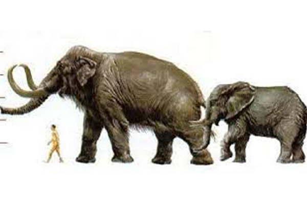 La especie bajoacute desde Ameacuterica del Norte por el istmo de Panamaacute hace 3 a 35 millones de antildeos