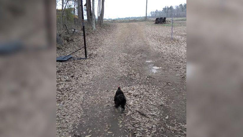 El gallo que busca a su pequentildea duentildea es furor en Internet