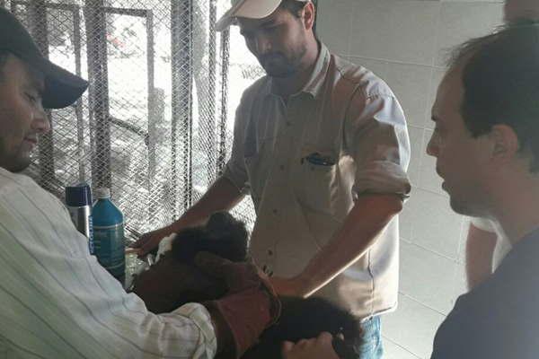 El mono Carayaacute seraacute tratado en un centro de recuperacioacuten del Chaco
