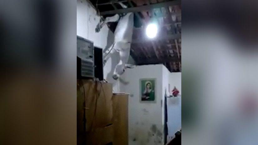 Insoacutelito- Un burro cayoacute del cielo y asustoacute a una familia