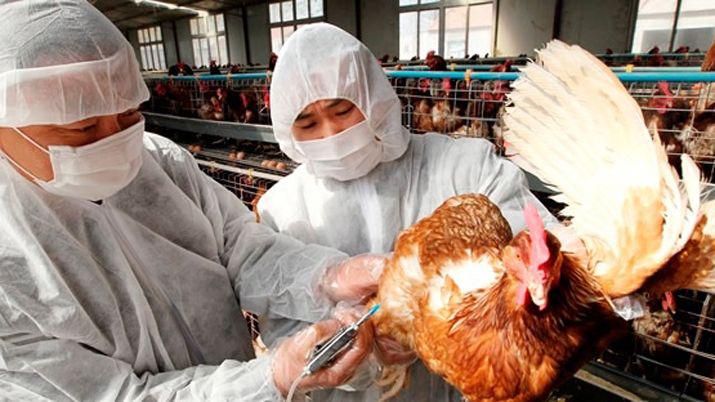 Preocupacioacuten en Japoacuten por la gripe aviar