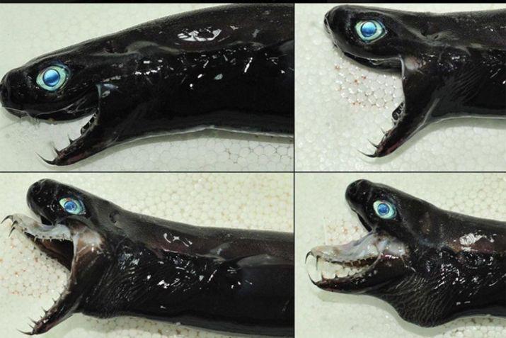 Desde hace 30 años cuando se supo de ellos pocas fueron las veces que se encontraron a los tiburón víbora