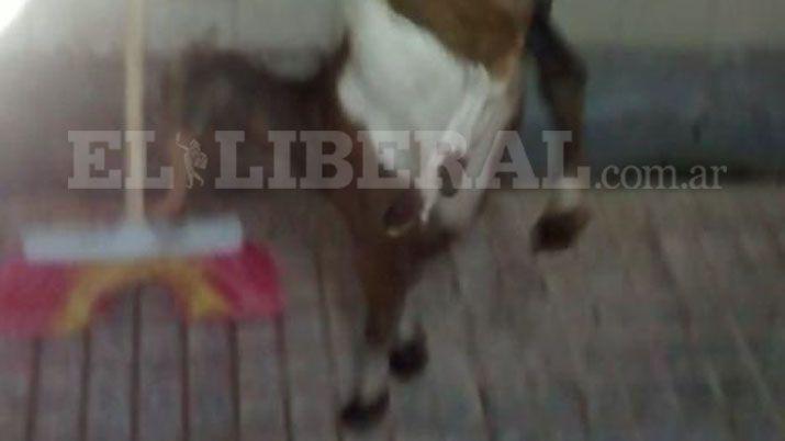 Ojo de Agua- vecinos asombrados por un chivo que hace la vertical