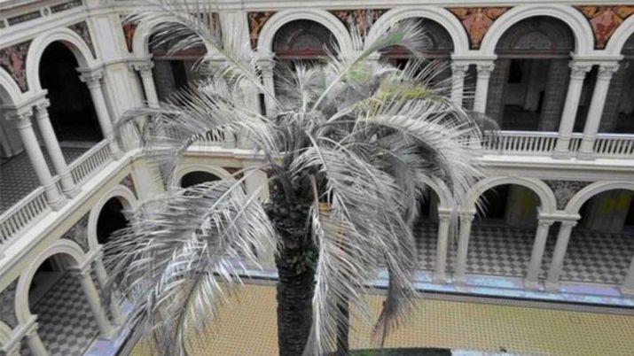 El Gobierno nacional se retractoacute con la compra de la palmera