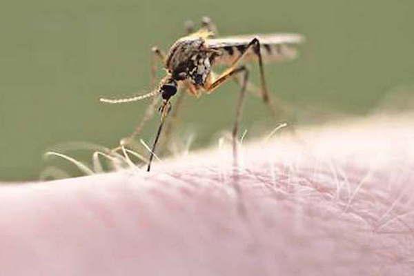 Operativos de prevencioacuten contra el dengue