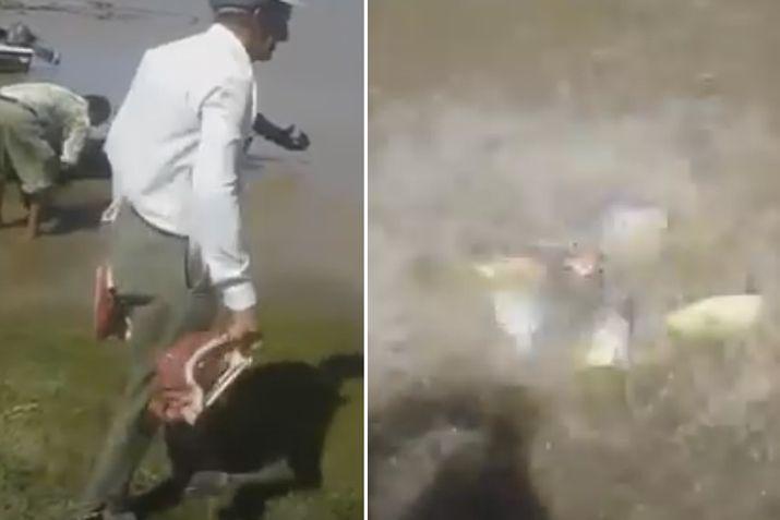 En segundos se armó un remolino de palometas en torno a los trozos de carne lanzados por el poblador 