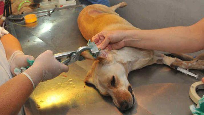 Castraciones a bajo costo para perros y gatos en La Banda