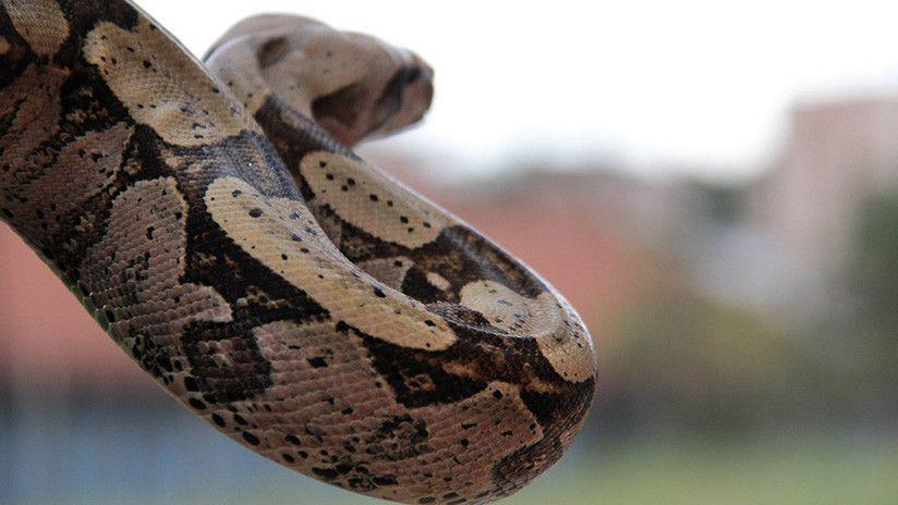 Una cobra gigante paraliza el traacutefico en Vietnam