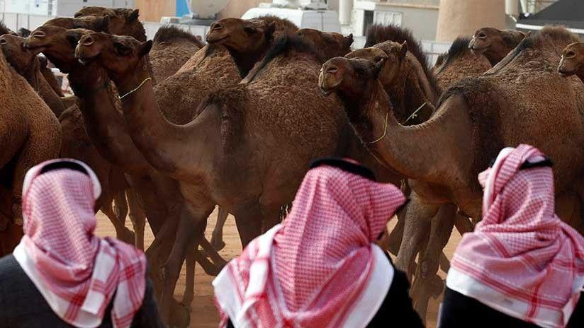 Insoacutelito- descalifican a 12 camellos de un certamen de belleza