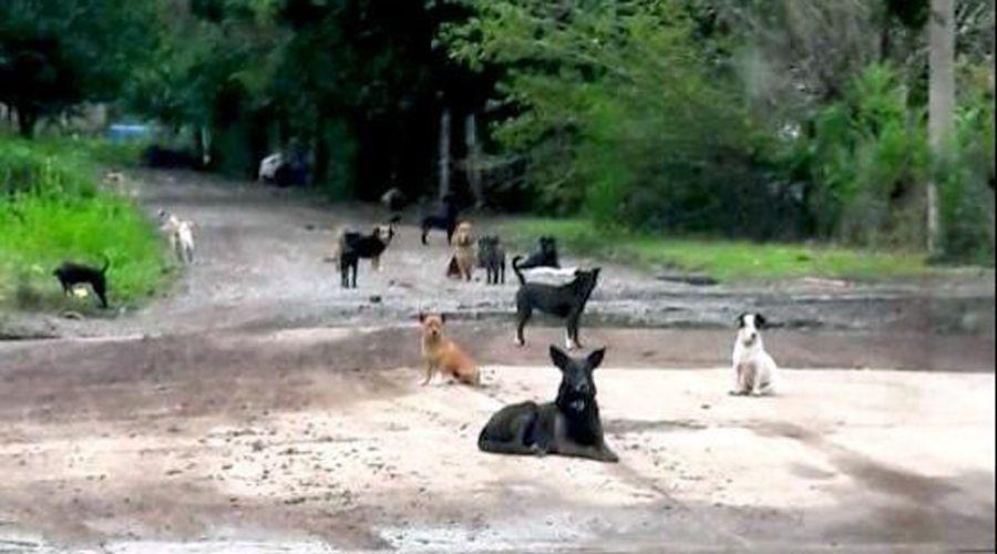 La banda de Firulais y los ldquorompe bolsasrdquo