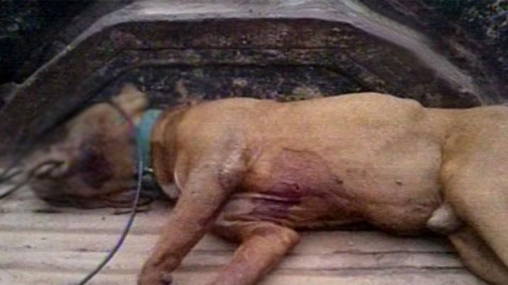 Perro del vecino le matoacute a su Caniche Toy y ella se desquitoacute colgaacutendolo