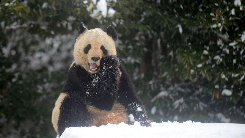 Las adorables imaacutegenes de los osos panda en la nieve