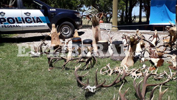 Los ejemplares disecados fueron entregados al Ministerio de Ambiente