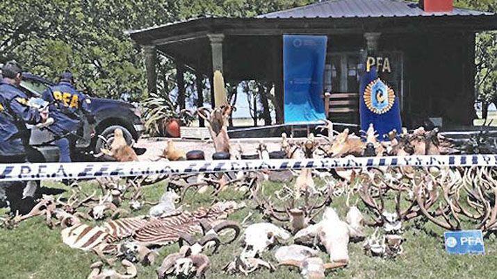 La policía secuestró taxidermias de tapir de piezas de elefante cueros de lagarto veladores y percheros de astas de ciervo Adems hallaron pumas dentro de un freezer El dueño del lugar tenía animales embalsamados en su casa Foto- Archivo