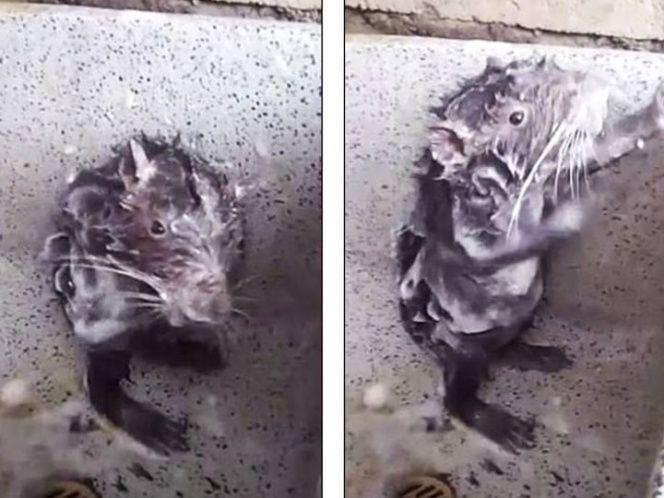 Esta es la verdadera identidad de la rata que se bantildea como humano