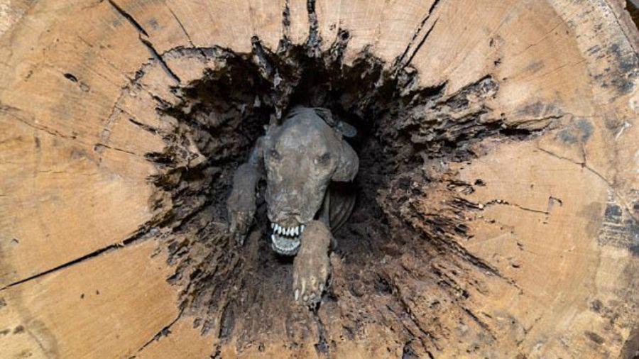 Encuentran a un perro momificado dentro de un aacuterbol
